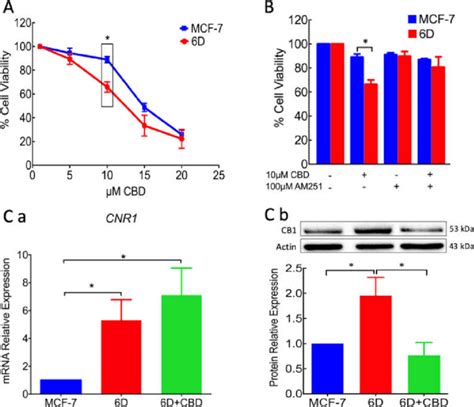 Cell Viability And CB1 Receptor Expression In MCF 7 And 6D Cells