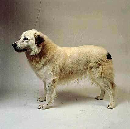 kelvin black aidi dogs