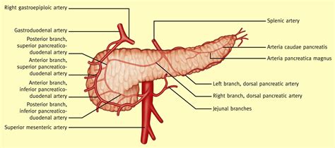 Anatomy Of The Pancreas And The Spleen Surgery Oxford International Edition