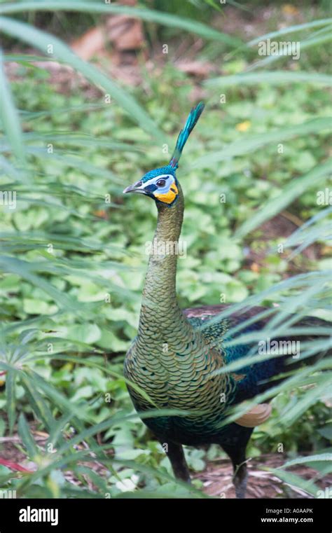 Peacock habitat hi-res stock photography and images - Alamy