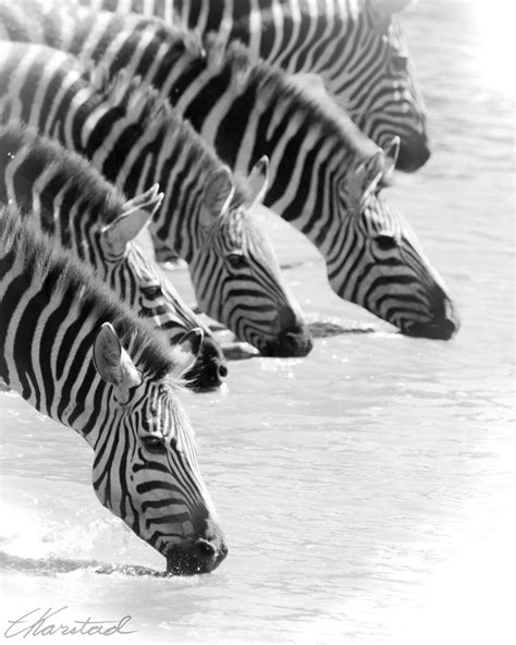 Elsen Karstad S Pic A Day Kenya Zebras Mara River Kenya