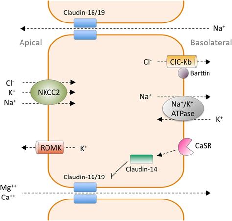 Paracellular Reabsorption Of Magnesium And Calcium In The Tal Of