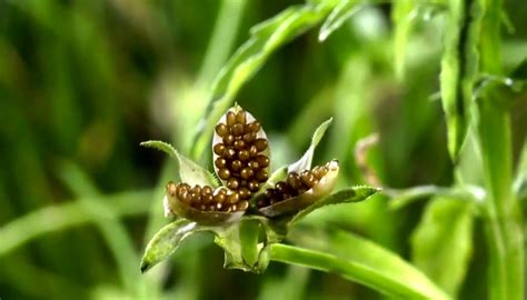 Watch This Timelapse Footage Of Plants Exploding Wired