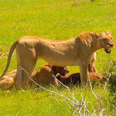 THE 10 BEST Hotels In Tsavo National Park West Kenya 2025 From 88