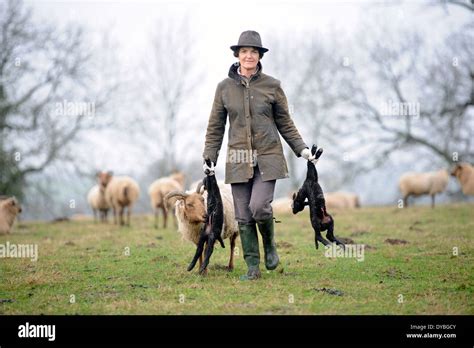 A female farmer collects spring lambs from her flock of Manx Loaghtan ...