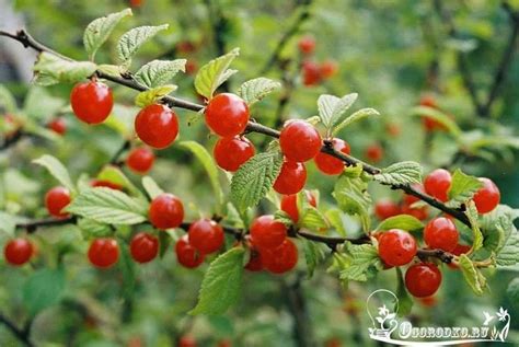 Войлочная вишня, посадка и уход, сорта Содержание статьи: 1. Правила ...
