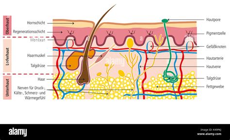 Structure Of Human Skin Stock Photo Alamy