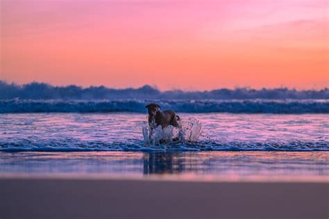 Vista De Un Hermoso Perro Negro Corriendo En Una Playa Con Un Hermoso