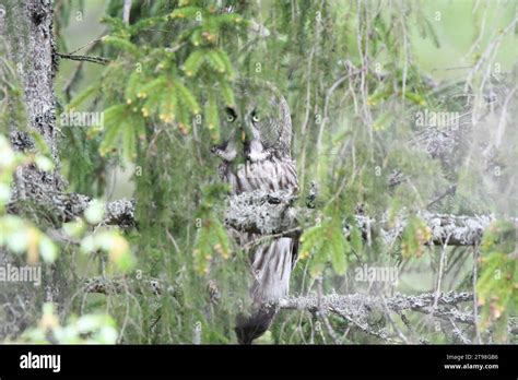 Great Grey Owl Strix Nebulosa Hiding In A Tree Stock Photo Alamy