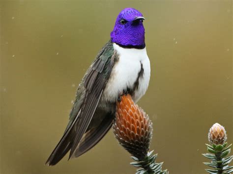 Ecuadorian Hillstar Hummingbird Species Hummingbirds Plus