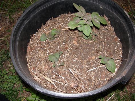 How To Grow Irish Potatoes In A Container Dengarden