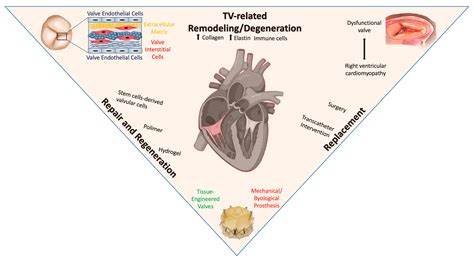 Jcm Free Full Text Cellular And Molecular Mechanisms Underlying