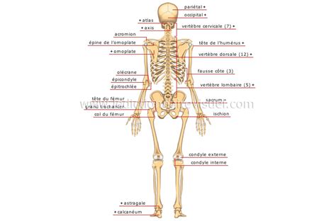 Planche Anatomique Du Corps Humain Squelette