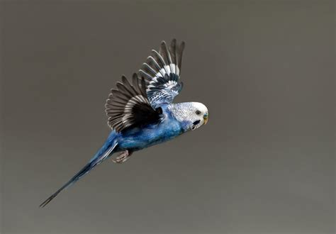 Parakeet Budgie Colors