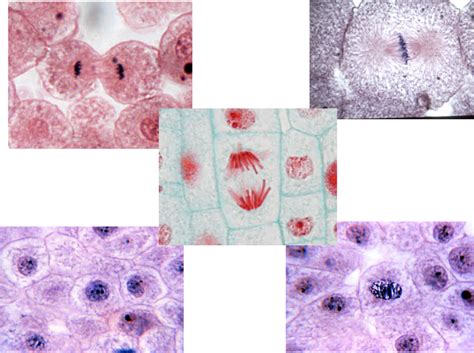 Lab Cell Division Diagram Quizlet