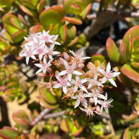 Crassula Ovata Minor Miniature Jade Easy Succulents