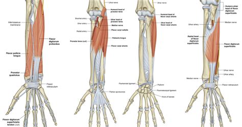 Upper Limb Anterior Compartment Of The Forearm Diagram Quizlet