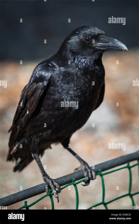 Beautiful Black Crow Sitting On The Branch Stock Photo Alamy