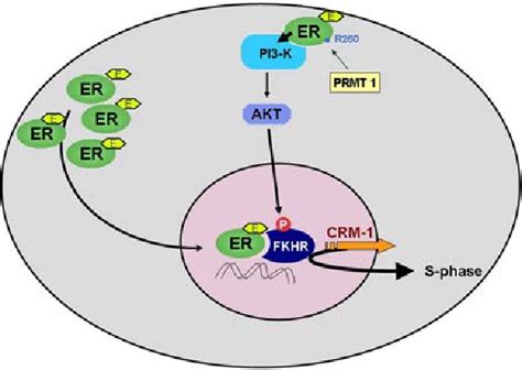 Figure 1 From Targeting Rapid Action Of Sex Steroid Receptors In Breast And Prostate Cancers