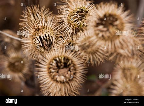 Dried Thistle Hi Res Stock Photography And Images Alamy