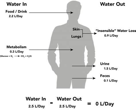 152 Basic Fluid And Electrolyte Concepts Medicine Libretexts