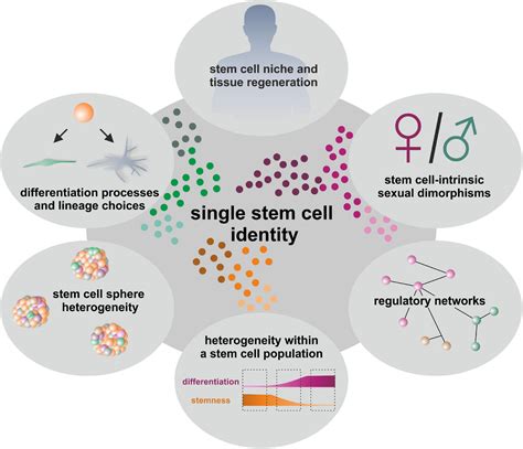 Frontiers Between Fate Choice And Self Renewal—heterogeneity Of Adult Neural Crest Derived