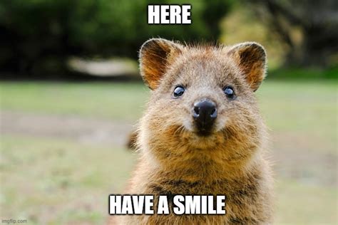 Happy Quokka Does Not Want You To Be Sad Imgflip