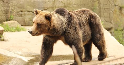 Brown Bear in the Zoo · Free Stock Photo