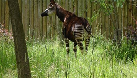 Life Cycle of the Okapi | Sciencing