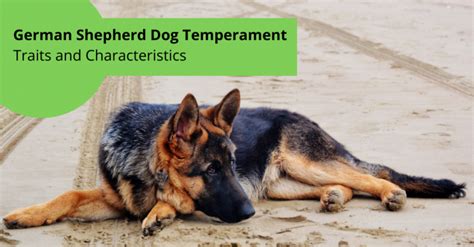 German shepherd Traits and Behaviors Archives