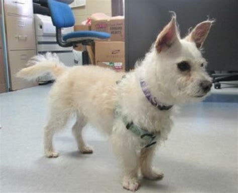 Westie Mix Puppies For Adoption : Westie West Highland White Terrier Puppies For Sale Adoptapet ...