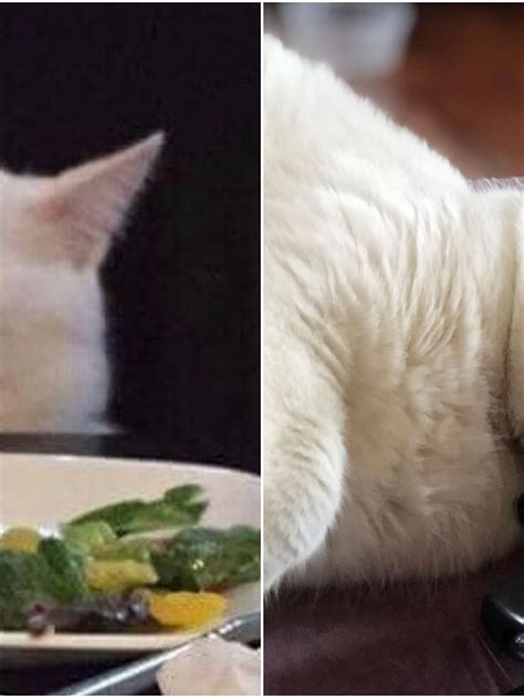 The Sad White Cat From The Viral Meme Is Actually A Canadian - Narcity