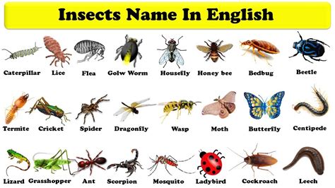 Insects And Bugs With Names