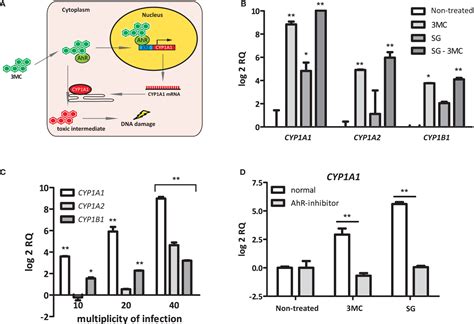 Frontiers Streptococcus Gallolyticus Increases Expression And