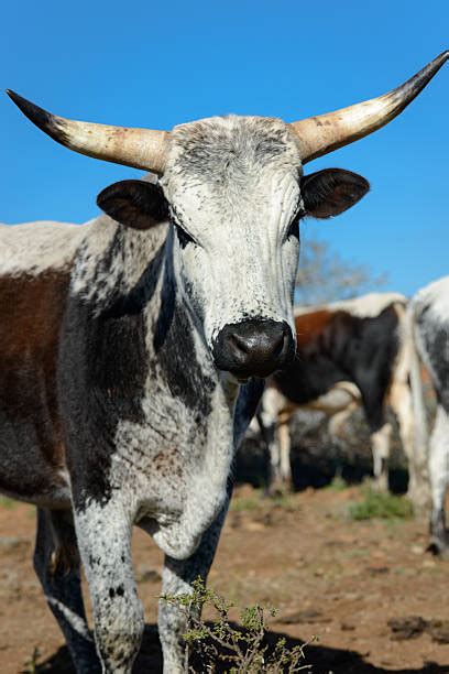 Nguni Bull Stock Photos Pictures And Royalty Free Images Istock