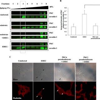 Pkc Translocation To Lipid Rafts Following Ehec O H Challenge A