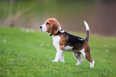 Pocket Beagle Price Temperament Puppies And Breeder Tips