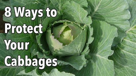 Garden Pests 8 Ways To Protect Your Cabbages Youtube