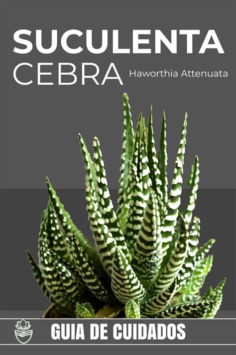 Suculenta Cebra Haworthia Attenuata Guia De Cuidados Cuidado De