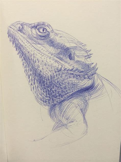 How To Draw A Bearded Dragon Lizard Really Easy Drawing Tutorial Artofit