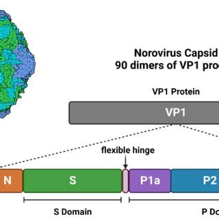 Nov Viral Particle Structure Nov Capsid Is Formed Of Vp Proteins