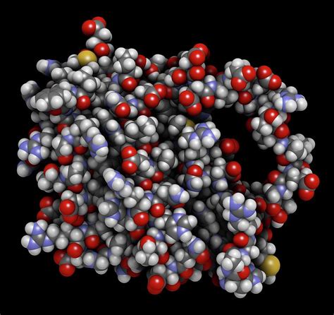 Bcl 2 Regulatory Protein Molecule Photograph By Molekuul Science Photo Library Fine Art America