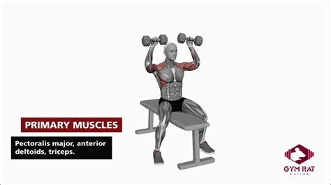 Seated Dumbbell Press Youtube