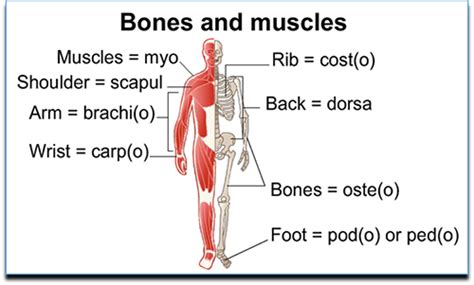 Understanding Medical Words: Word Roots—Part 5 of 6: MedlinePlus