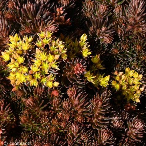 Sedum Hakonense Chocolate Ball Buy Plants At Coolplants