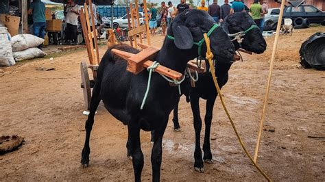 FEIRA DE BODE E PORCO DE CARUARU PE TERÇA FEIRA 13 02 24 nordeste