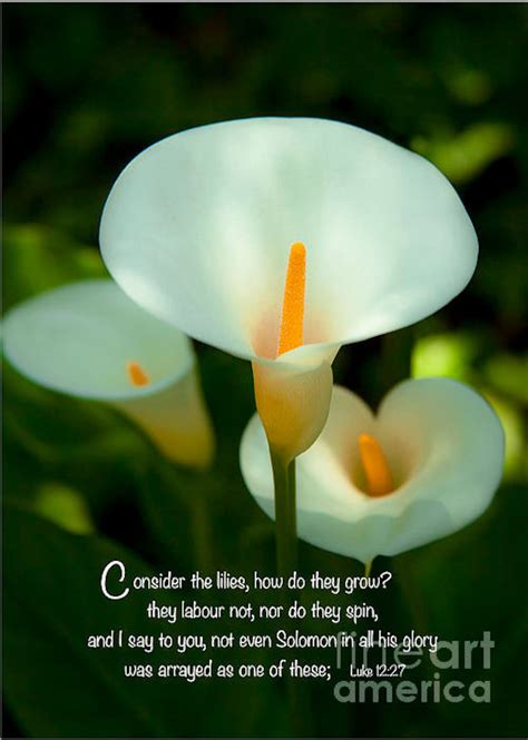 Bible Verse Lilies How They Grow Photography Prints And Etsy