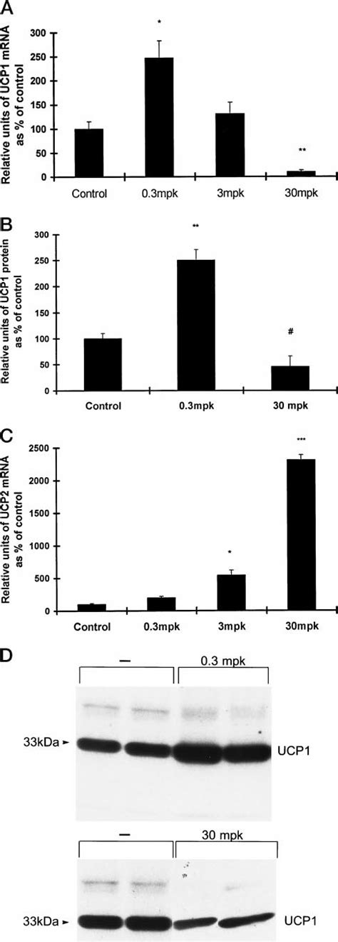 The Effect Of Chronic TZD Treatment On UCP Expression Levels In BAT