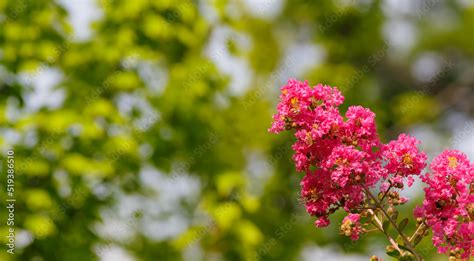 Lagerstroemia indica Pink flowers bloom into beautiful groups. Stock ...