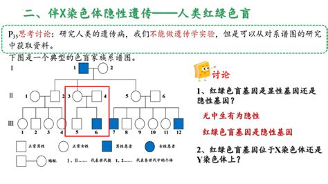 23伴性遗传课件共49张ppt 高一下学期生物人教版2019必修221世纪教育网 二一教育